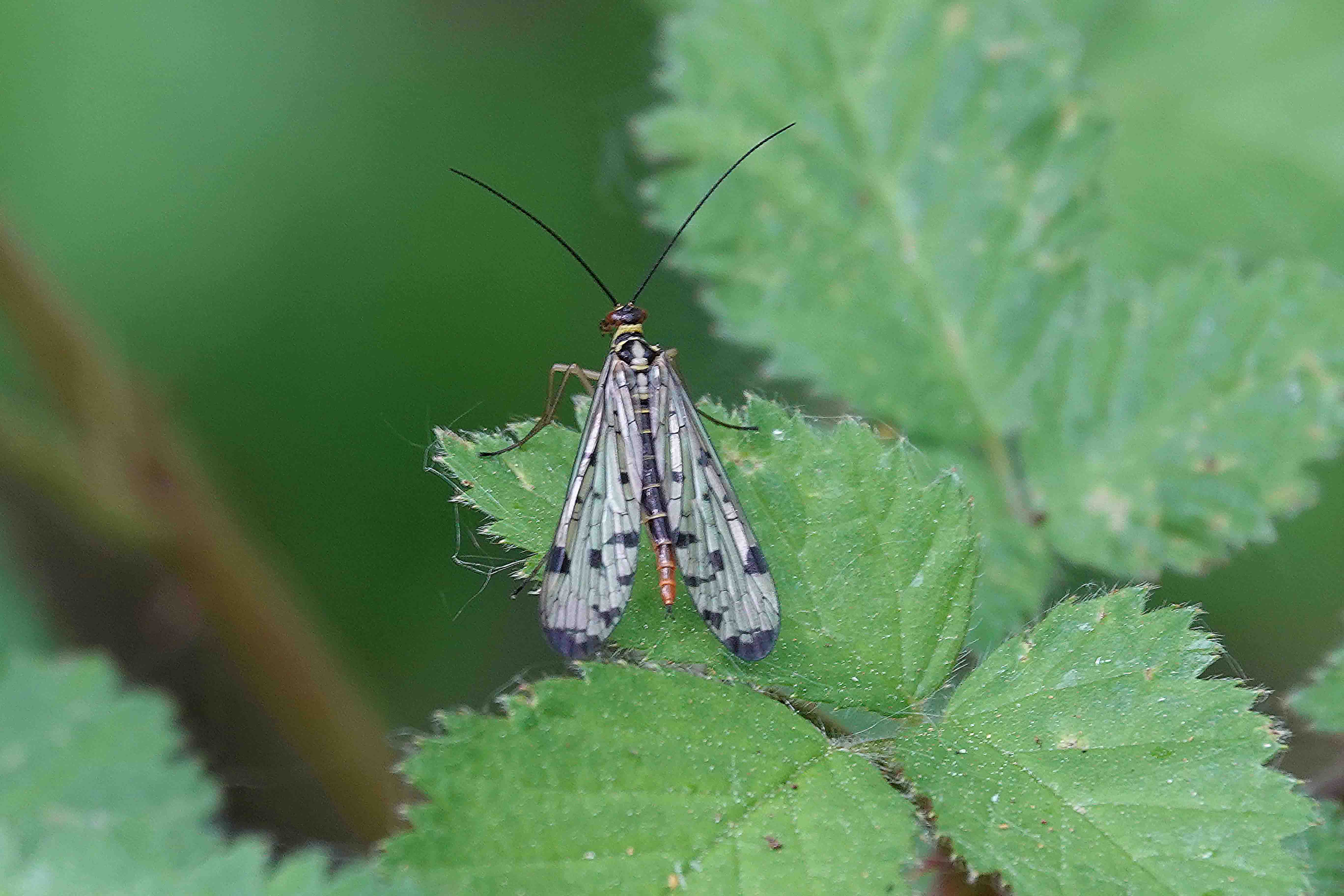 Scorpion Fly