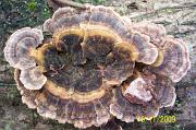 Turkeytail_fungus,_Blashford_Lakes