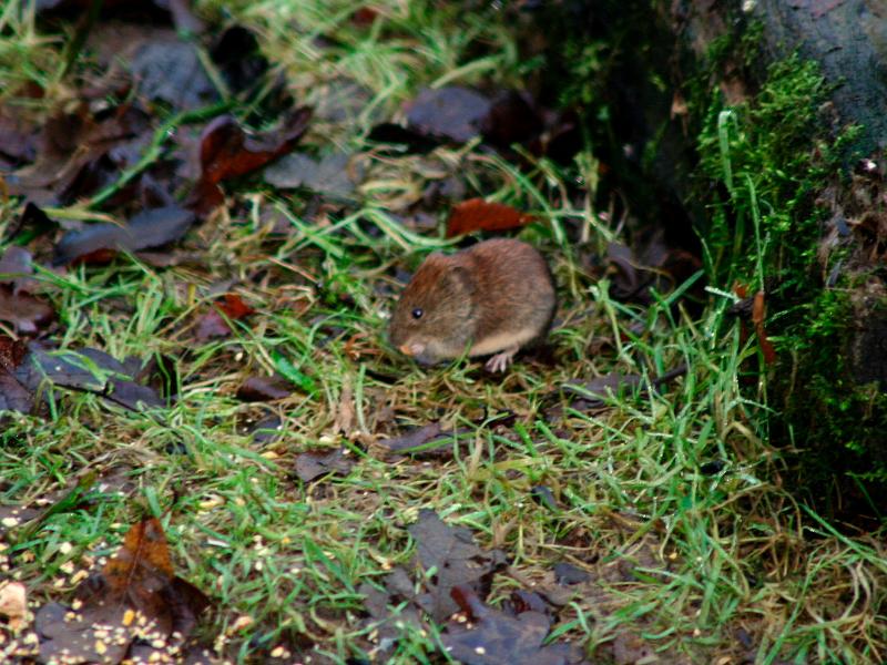 IMG_1312.jpg - Vole, Blashford Lakes