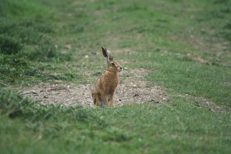 IMG_1773.jpg - Hare, Breamore