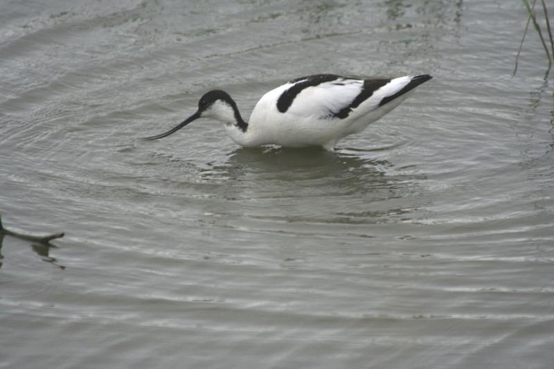 IMG_1830.jpg - Avocet at Arne