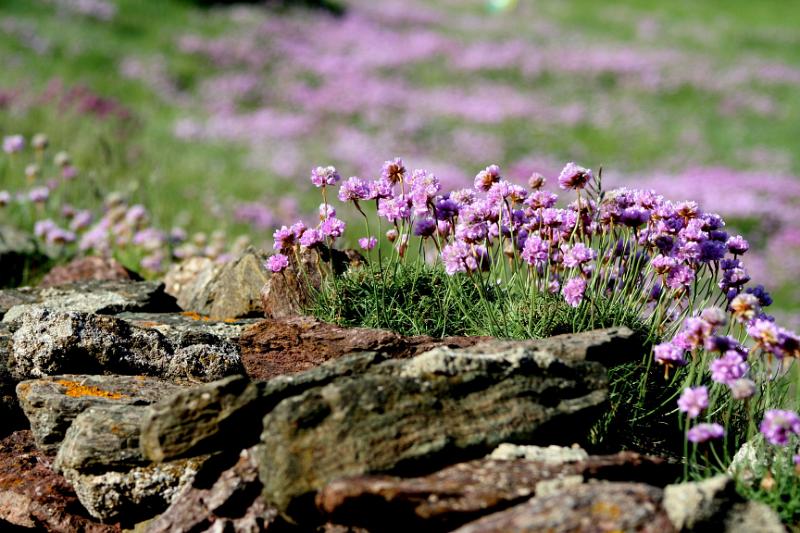 IMG_1866.jpg - Sea Thrift