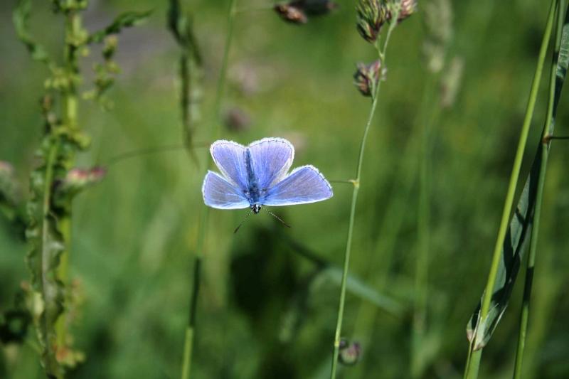 IMG_1871.JPG - Common Blue