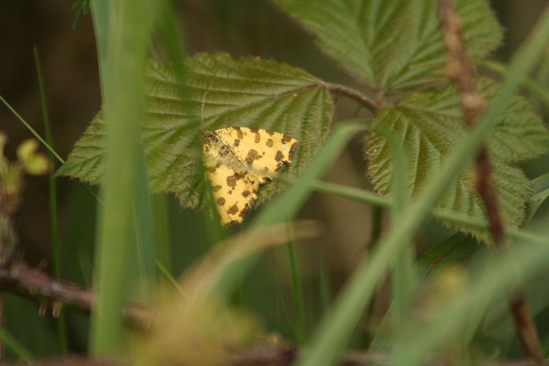 IMG_1922.jpg - Speckled Yellow Moth