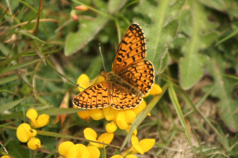 IMG_1928.jpg - Silver Washed Fritillary