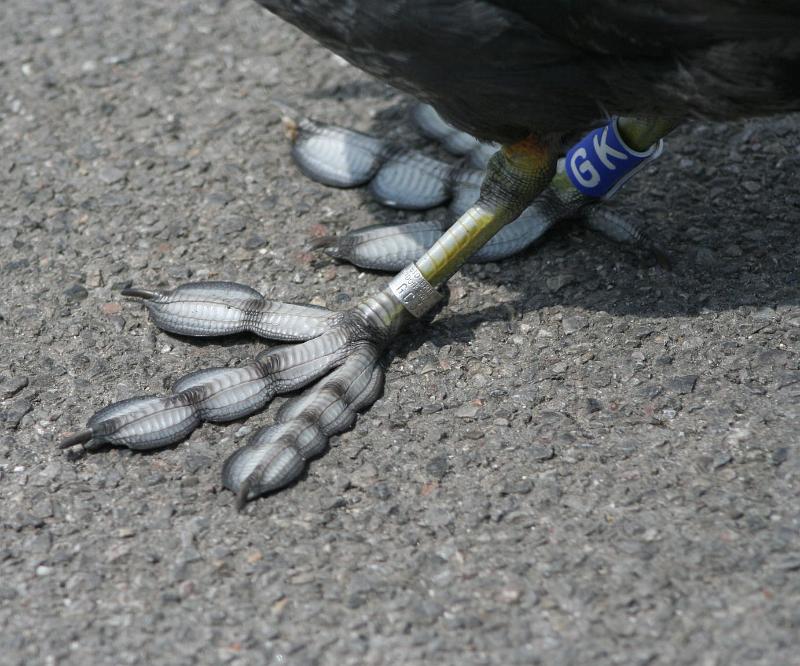 IMG_2040.jpg - Coot's Feet