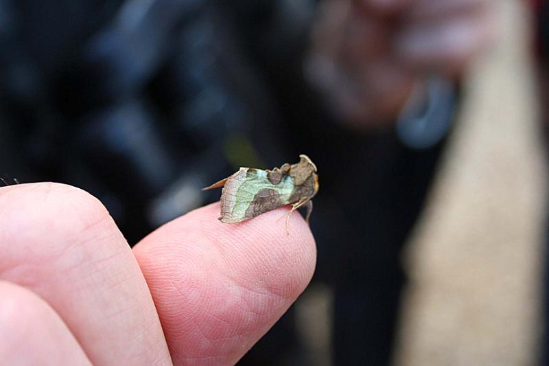 IMG_2085.JPG - Burnished Brass Moth