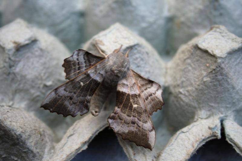 IMG_2089.jpg - Poplar Hawkmoth