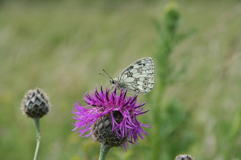 IMG_2250.jpg - Marbled White at Badbury Rings