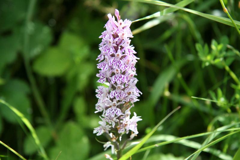 IMG_2274.jpg - Common Spotted Orchid