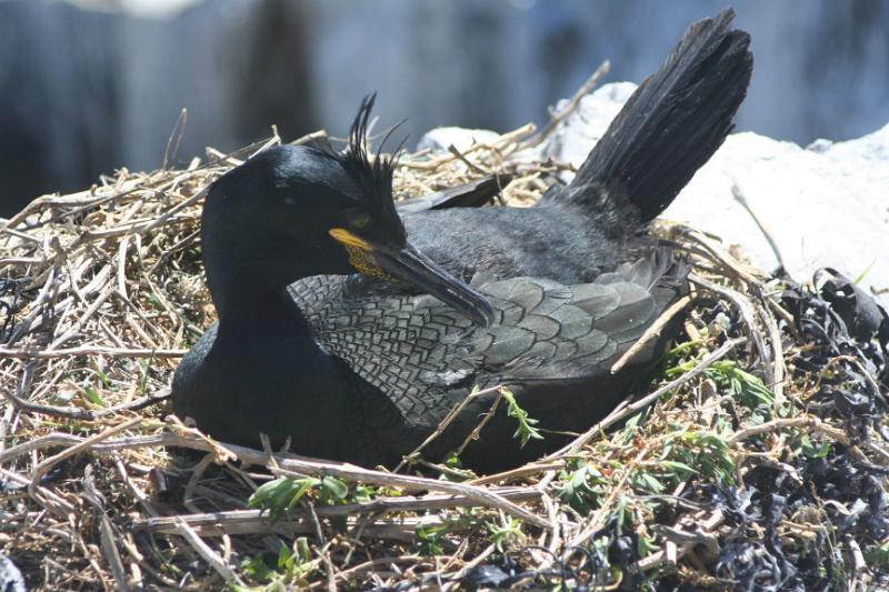 IMG_4586.jpg - Nesting Cormorant