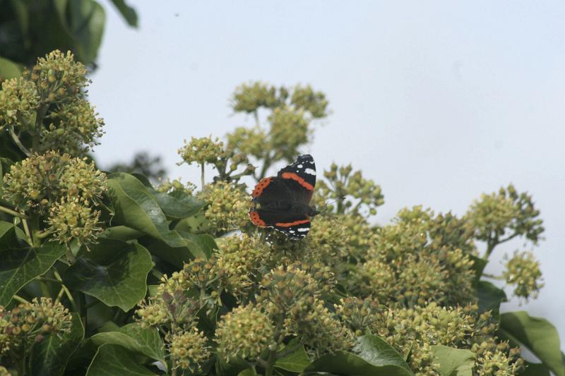 IMG_5936.jpg - Red Admiral