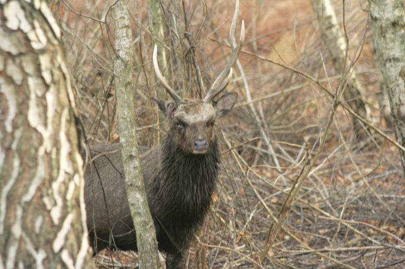 IMG_5959.jpg - Sika Deer at Arne