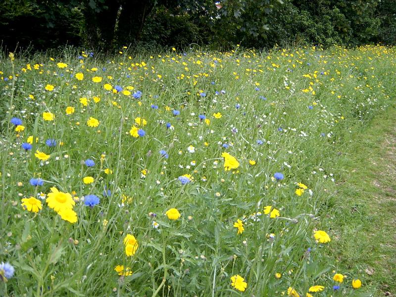 SV400116.jpg - Meadow at Throop